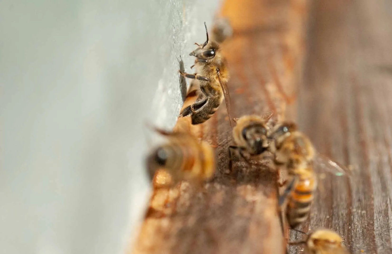 Gros plan sur des abeilles au travail sur un rayon de cire.
