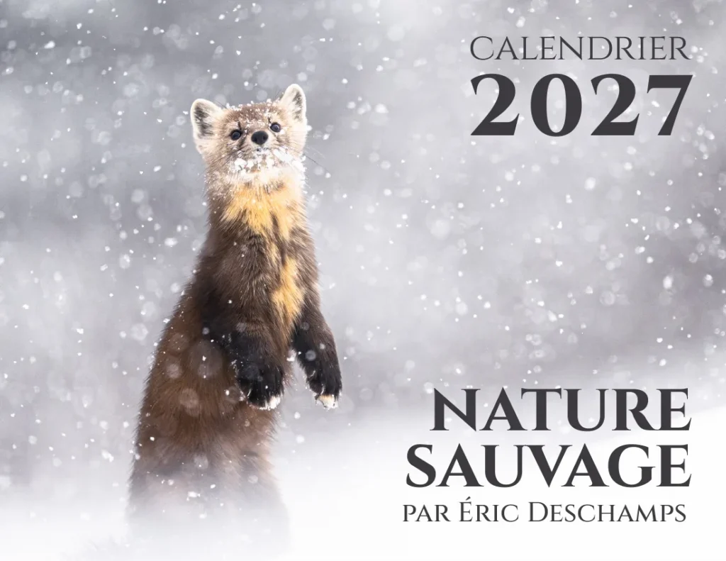 Couverture du calendrier 2027 « Nature sauvage » : une martre d’Amérique debout dans la neige.