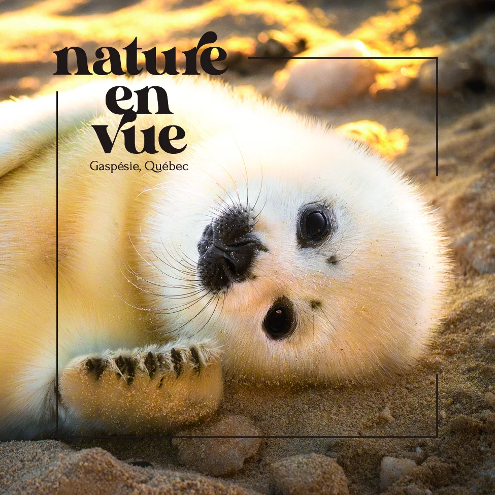 Visuel « Nature en vue, Gaspésie, Québec » : le logo en lettres noires sur la photo d’un bébé phoque blanc dans la lumière dorée du soir.