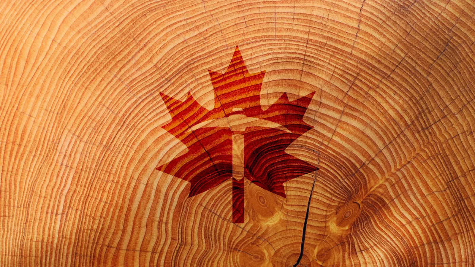 Le symbole en feuille d’érable sur une coupe de tronc d’arbre.